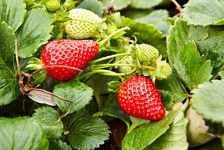 Erdbeeren