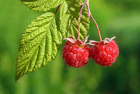 Himbeeren