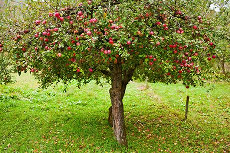 Apfel