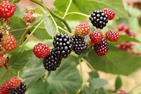 Brombeeren pflanzen