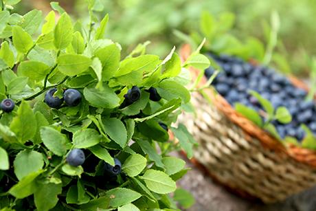 Heidelbeeren