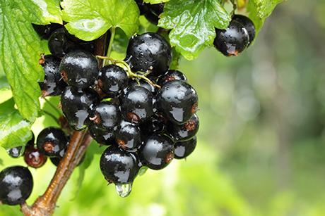 Johannisbeeren