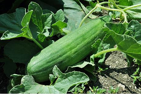 Mein Gemüsegarten: Gurken