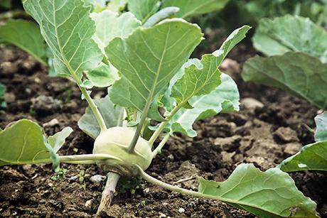 Mein Gemüsegarten: Kohlrabi