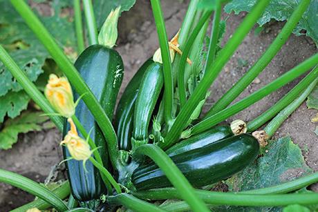 Mein Gemüsegarten: Zucchetti