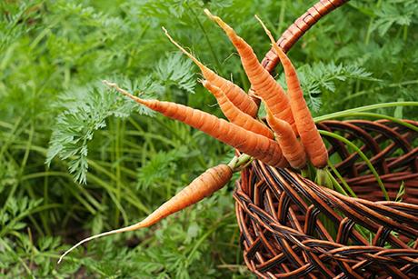 Mein Gemüsegarten: Rüebli