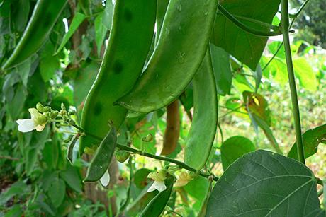 Mein Gemüsegarten: Bohnen