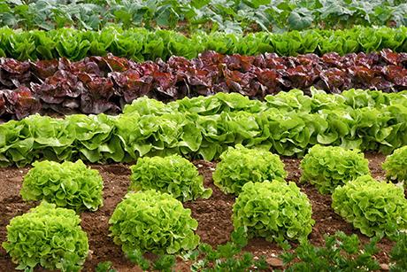 Mein Gemüsegarten: Kopfsalat