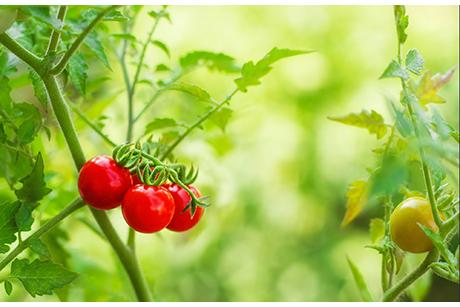 Tomaten Gemüse