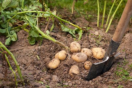 Mein Gemüsegarten Bohnen