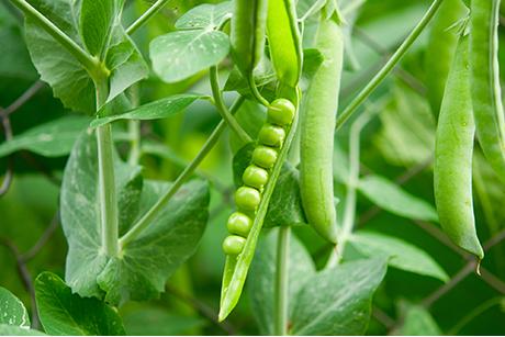 Mein Gemüsegarten: Erbsen