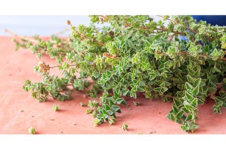 Oregano