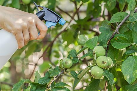 Schutz vor Schädlingen im Obstgarten 