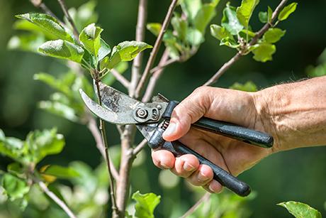 Schnitt, Stamm- und Bodenpflege von Obstbäumen