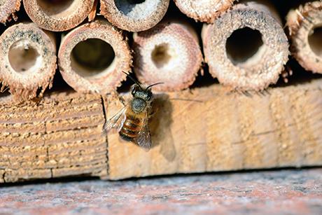 Insekten – wichtige Nützlinge in unserem Garten