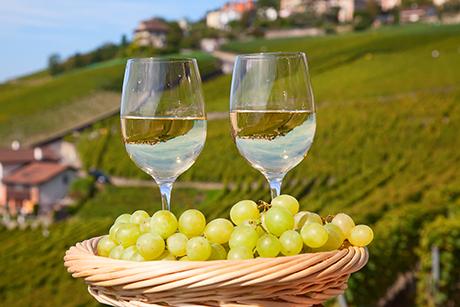 1. Der Wein - ein unerschöpfliches Hobby