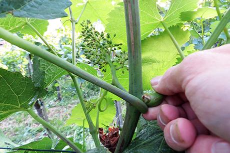 6. Laubarbeiten: Einflechten und Ausgeizen