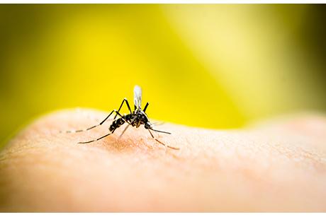 Hausmittel gegen Insektenstiche