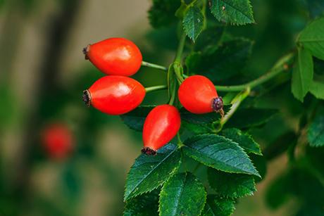 Hagebutte – ein Geschenk der Natur