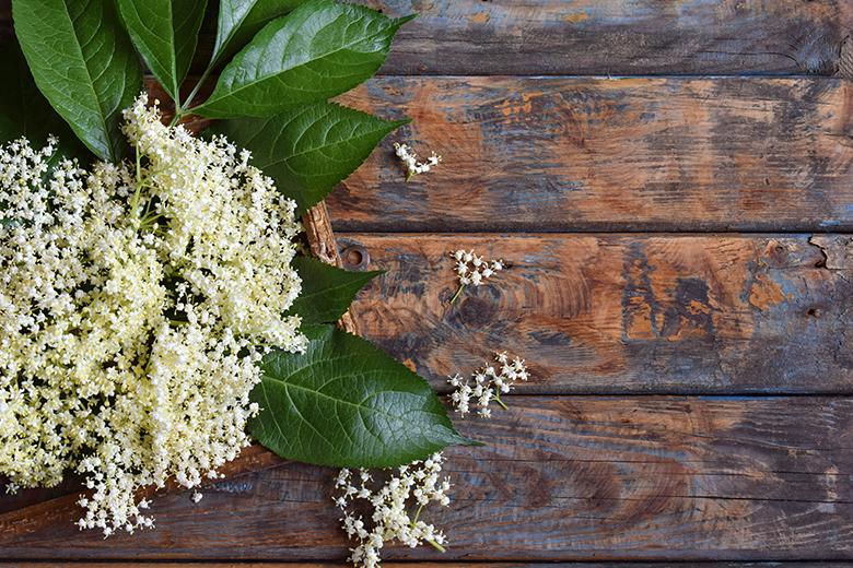 Top 7 Holunderblüten-Rezepte