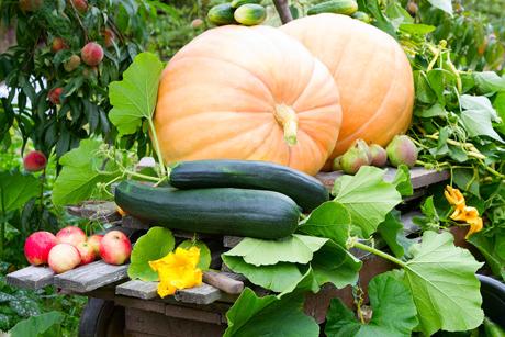 Mein Garten
