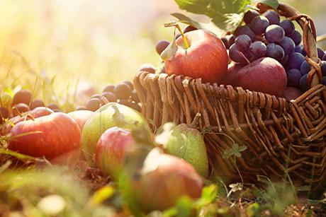 Obstgarten: Planung bis Ernte