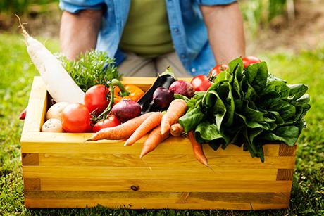 Gemüsegarten: Planung bis Ernte