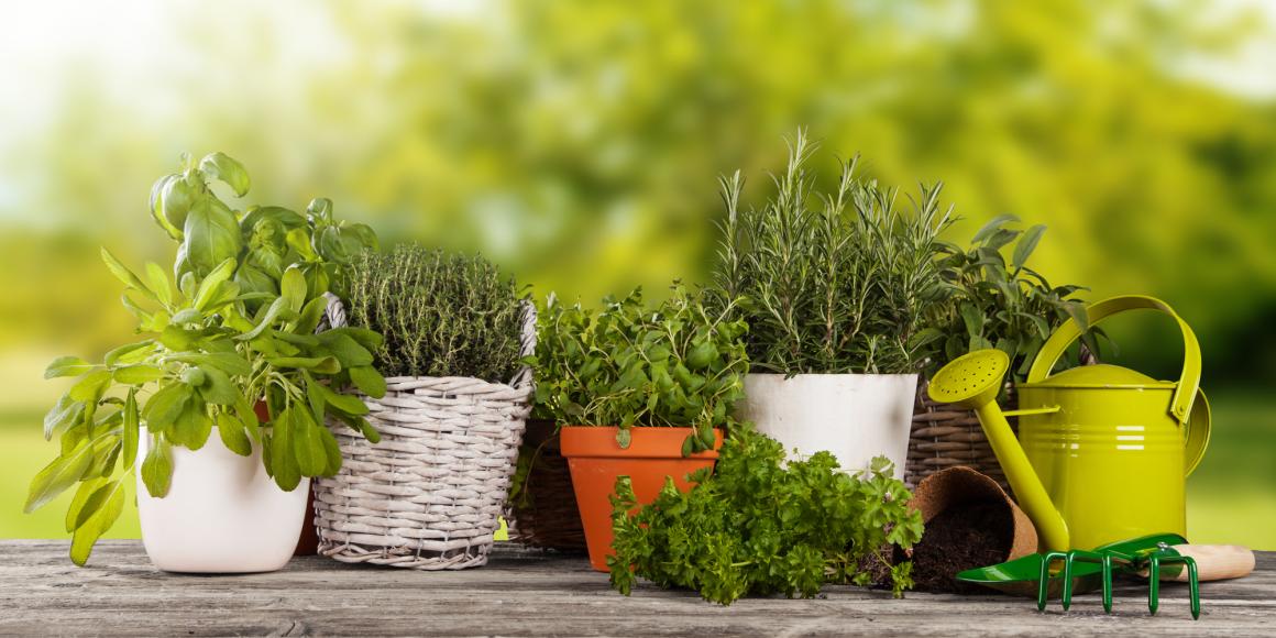 Kräutergarten: Planung bis Ernte