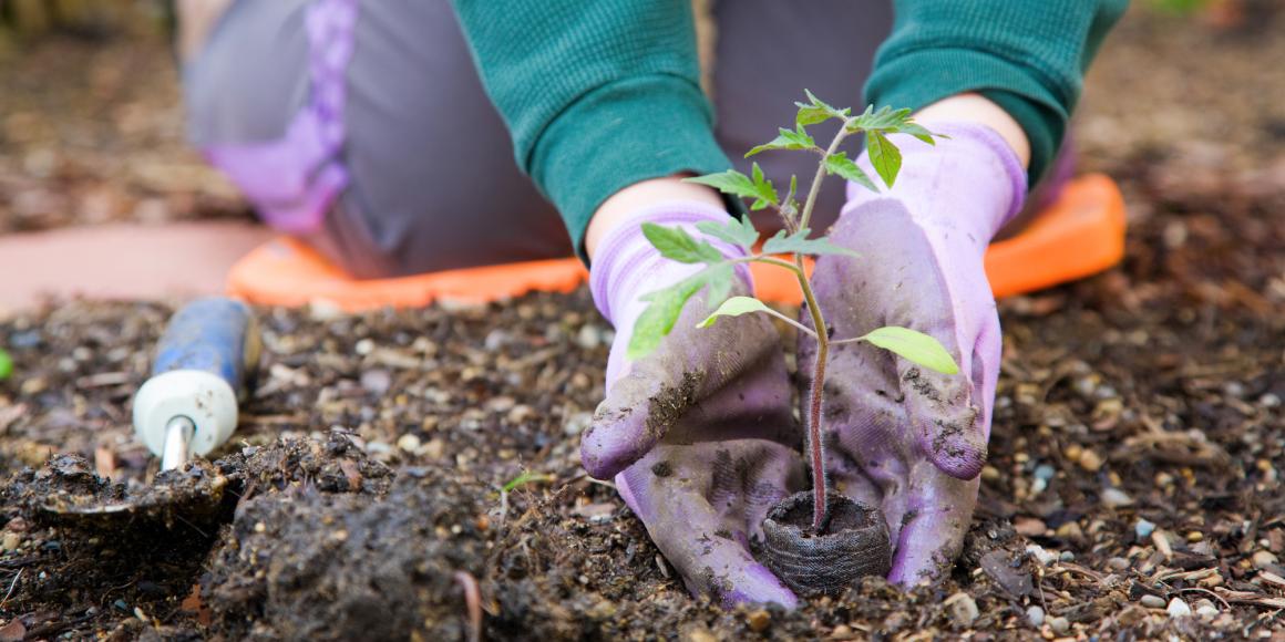 Grundwissen für die eigene Ernte