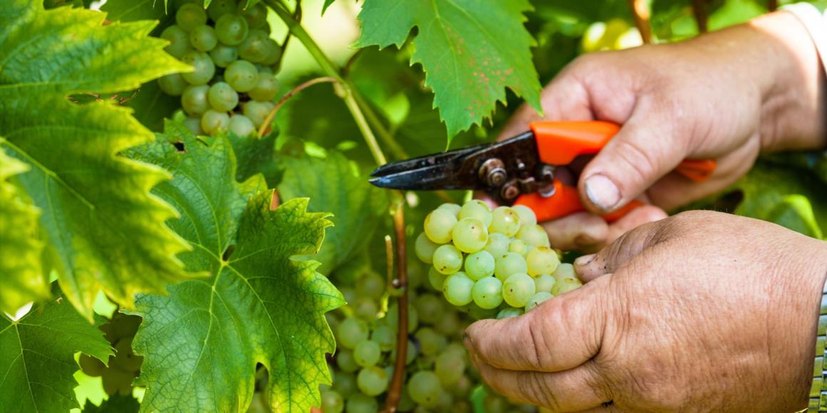 Ein Jahr im Weinberg