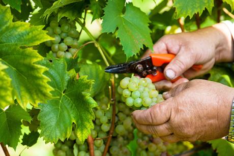 Ein Jahr im Weinberg