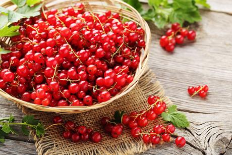Johannisbeere Rezepte