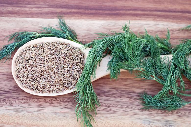 Dill Rezepte