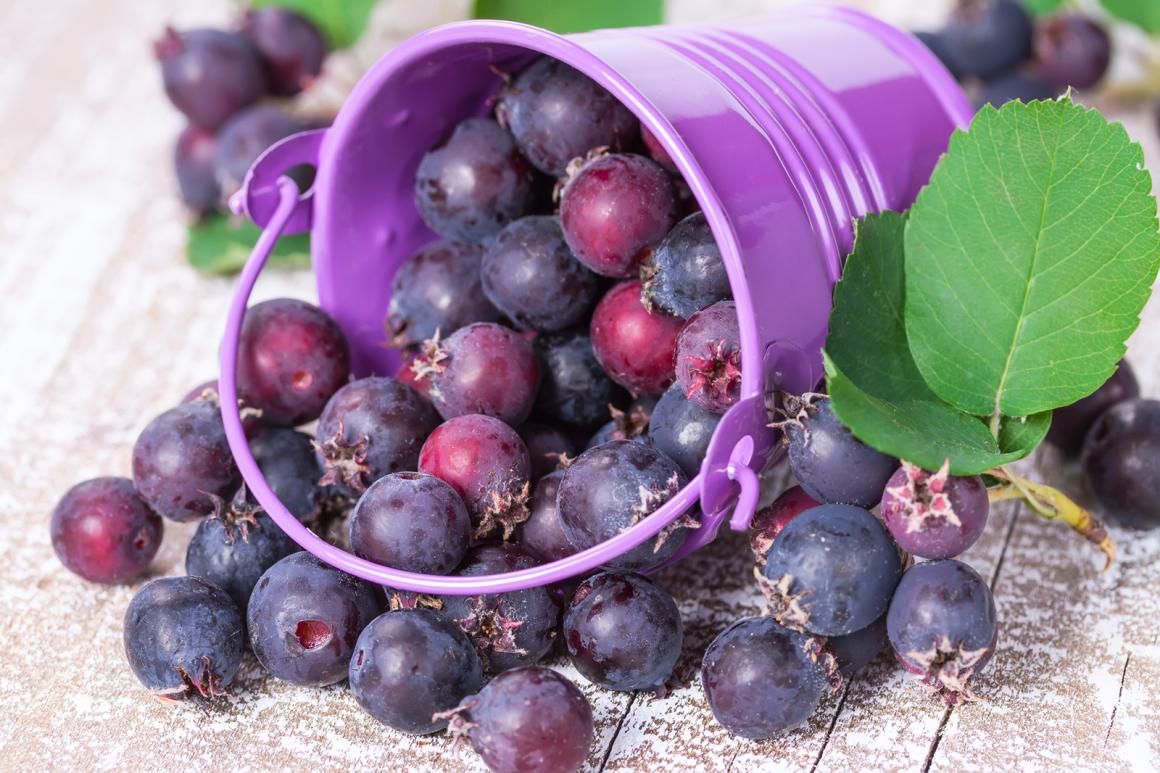 Felsenbirnen Konfitüre